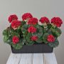 Géraniums artificiels FLOREANA dans une jardinière, lot de 3, rouges, 40 x 15 x 35 cm