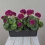 Géraniums artificiels FLOREANA en jardinière, lot de 3, rouge bordeaux, 40 x 15 x 35 cm