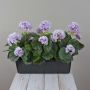 Géraniums artificiels FLOREANA en jardinière, lot de 3, violet et blanc, 40 x 15 x 35 cm