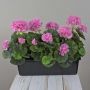 Géraniums artificiels FLOREANA en jardinière, lot de 3, violets, 40 x 15 x 35 cm