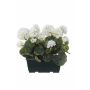 Géraniums artificiels FLOREANA en jardinière, lot de 2, blancs, 24 x 11 x 35 cm