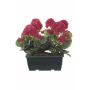 Géraniums artificiels FLOREANA en jardinière, lot de 2, rose, 24 x 11 x 35 cm