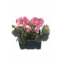 Géraniums artificiels FLOREANA en jardinière, lot de 2, rose foncé, 24 x 11 x 35 cm