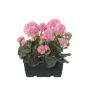 Géraniums artificiels FLOREANA en jardinière, lot de 2, rose clair, 24 x 11 x 35 cm
