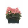 Géraniums artificiels FLOREANA en jardinière, lot de 2, couleur saumon, 24 x 11 x 35 cm