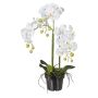 Orchidée Phalaenopsis artificielle LOPASY, racines, blanc, 60cm