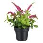 Fleur artificielle Véronique GRINTOL en pot décoratif, rose fuchsia, 18cm