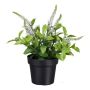 Fleur artificielle Véronique GRINTOL en pot décoratif, blanc, 18cm