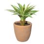Plante succulente artificielle Agave americana GRUFT en pot en terre cuite, vert-crème, 35cm