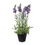Fleur décorative Lavande KENSY en pot décoratif, violet, 30cm