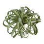 Plante succulente artificielle Tillandsia streptophylla VANTIA, piquet, vert, 30cm, Ø35cm