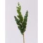 Branche décorative de genévrier STURNYN, verte, 35 cm