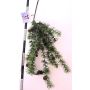 Branche décorative de cèdre GORZU avec cônes, suspendue, verte, 100 cm