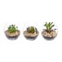 Arrangement de plantes succulentes artificiel WINKS dans un verre, 3 pièces, vert, 7cm, Ø7,5cm