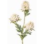 Branche artificielle d'œillet barbu STERMYN, crème, 75 cm, Ø 6,5-8,5 cm