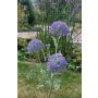 Branche artificielle Ail ornemental SMILJAN, lilas-bleu, 80cm