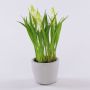 Fleur artificielle Muscari NARMADA en pot en ciment, blanc, 20cm