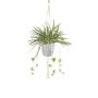 Chlorophytum déco Makramee Blumenampel SIMBO en cache-pot vert-blanc, 90cm