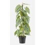 Plante artificielle « fleur de flamant rose » BRINOL, pot décoratif, racines aériennes, verte, 80 cm