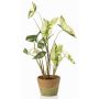 Plante artificielle Syngonium YOMREL dans un pot en terre cuite, vert et blanc, 60 cm
