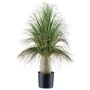Palmier décoratif Xanthorrhoea COOSA, 60cm