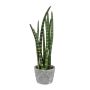 Plante succulente décorative Sanseveria cylindrica FRINKAN en pot en ciment, vert-jaune, 45cm