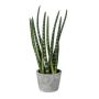 Plante succulente décorative Sanseveria cylindrica FRINKAN en pot en ciment, touffue, vert-jaune, 45cm