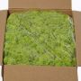 Mousse d'Islande naturelle SVEINBJÖRN, vert clair, 5kg