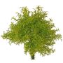 Fougère artificielle PADMA sur tige, vert-marron, 23 cm, Ø 20 cm