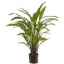 Plante décorative Calathea Rufibarba LEINANI, verte, 80 cm