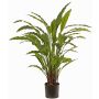 Plante décorative Calathea Rufibarba LEINANI, verte, 80cm