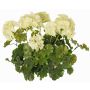 Géranium artificiel MALINA sur tige, crossdoor, crème, 40cm