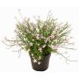 Fleur décorative Impatiente GISINDA dans un pot décoratif, rose, 25cm