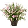 Fleur décorative « Impatiens » GISINDA dans un pot décoratif, rose-crème, 25 cm