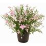Fleur décorative Impatiens GISINDA dans un pot décoratif, rose-crème, 25cm