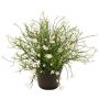 Fleur décorative « Impatiens » GISINDA dans un pot décoratif, blanc, 25 cm