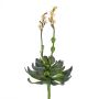 Aeonium en plastique CHARLIZE avec fleurs, piquet, rose, 30cm