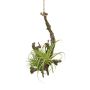 Arrangement de tillandsia stricta décoratif SNARFY sur une branche, suspendu, vert, 15x16cm