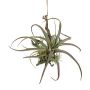Arrangement de tillandsia stricta décoratif SNARFY sur une branche, suspendu, vert, 21x27cm