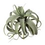 Plante succulente artificielle Tillandsia xerographica TRUMSY, piquet, vert, 28cm, Ø25cm