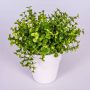 Eucalyptus artificiel JOSHUA, pot en céramique, vert, 20cm, Ø17cm