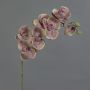 Orchidée Phalaenopsis artificielle LARDUEN, violet-vert, 75 cm, Ø 10 cm