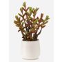 Plante succulente artificielle Sedum reflexum NORSHO dans un pot décoratif, vert-rouge, 27 cm