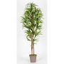 Faux Dracaena Marginata KIMANORA, troncs naturels, vert-jaune, 175cm - Made in Italy