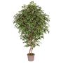Ficus Benjamina artificiel NEVANTA, troncs en bois véritable, vert-blanc, 250cm - Made in Italy