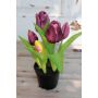 Tulipe en tissu CAITLYN en pot décoratif, violet-vert, 25cm, Ø2-6cm