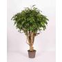 Ficus Benjamina artificiel LISENKA, tronc en bois véritable, vert, 225cm - Made in Italy