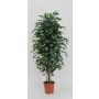 Ficus Benjamina décoratif KONRADE, troncs en bois véritable, vert, 125cm - Made in Italy