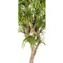 Dracaena Reflexa Jamaica artificiel KOLOMBINE, tronc en bois véritable, vert-jaune, crossdoor, 175cm - Made in Italy
