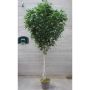 Bouleau blanc décoratif HUBERTINE, troncs naturels, vert, 350cm - Made in Italy